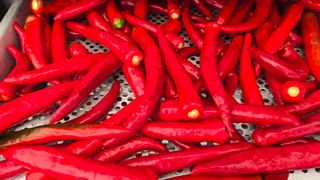 최경숙님의 고추 · 영농일지 작성글 사진