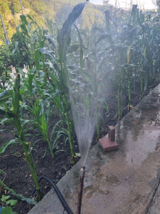 김용대님의 기타작물 · 영농일지 작성글 사진