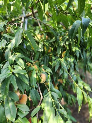 체리농원님의 기타작물 · 영농일지 작성글 사진