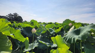 심지님의 기타작물 · 영농일지 작성글 사진