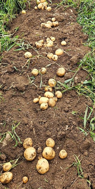 ogapiall님의 감자 · 영농일지 작성글 사진