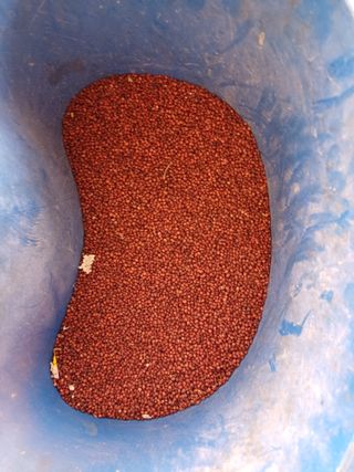 전원수님의 토마토 · 영농일지 작성글 사진