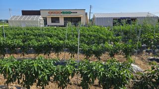 최경숙님의 고추 · 영농일지 작성글 사진