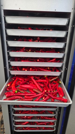 최경숙님의 고추 · 영농일지 작성글 사진