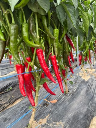 김지환님의 고추 · 영농일지 작성글 사진