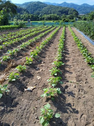 김성열님의 들깨 · 영농일지 작성글 사진