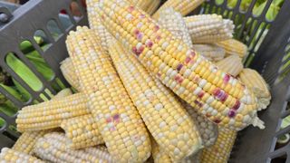 최경숙님의 옥수수 · 영농일지 작성글 사진