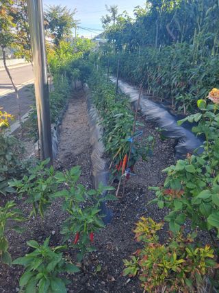 김용대님의 기타작물 · 영농일지 작성글 사진