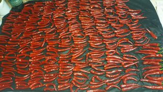 이경옥님의 기타작물 · 영농일지 작성글 사진