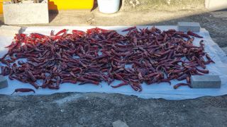 촌사리님의 고추 · 영농일지 작성글 사진