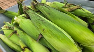 최경숙님의 옥수수 · 영농일지 작성글 사진