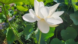 심지님의 기타작물 · 영농일지 작성글 사진