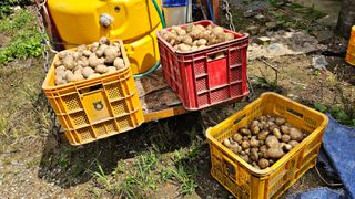 ogapiall님의 감자 · 영농일지 작성글 사진