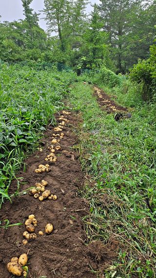 ogapiall님의 감자 · 영농일지 작성글 사진