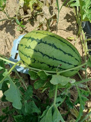 김진현님의 오이 · 영농일지 작성글 사진