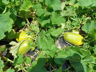 김진현님의 오이 · 영농일지 작성글 사진