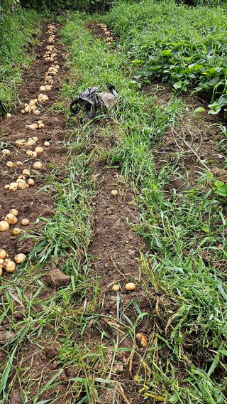 ogapiall님의 감자 · 영농일지 작성글 사진