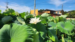 심지님의 기타작물 · 영농일지 작성글 사진