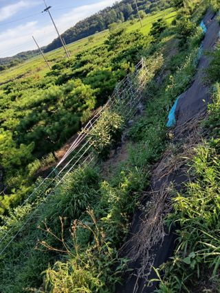 성재엄마님의 기타작물 · 영농일지 작성글 사진