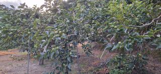 김형환 님의 감 · 영농일지 작성글 사진