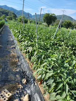 김성열님의 고추 · 영농일지 작성글 사진