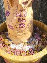 팜모닝 기타작물·영농일지 게시글 이미지