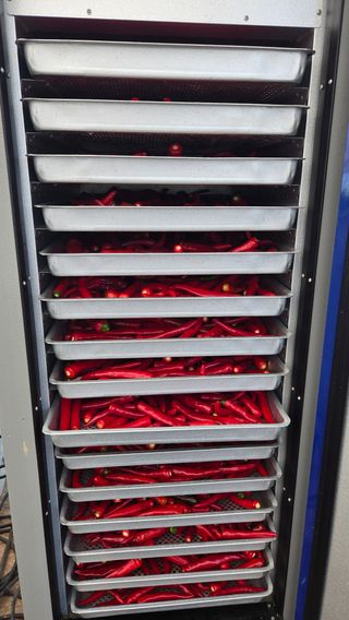 최경숙님의 고추 · 영농일지 작성글 사진