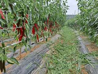 이정민님의 들깨 · 영농일지 작성글 사진