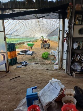 전원수님의 토마토 · 영농일지 작성글 사진