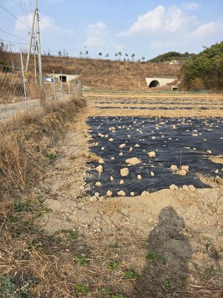 한결님의 기타작물 · 영농일지 작성글 사진
