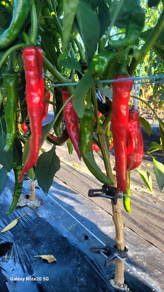 느루님의 고추 · 영농일지 작성글 사진