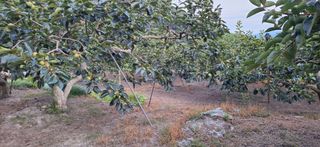 김형환 님의 감 · 영농일지 작성글 사진