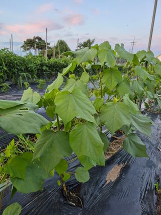 이정민님의 들깨 · 영농일지 작성글 사진