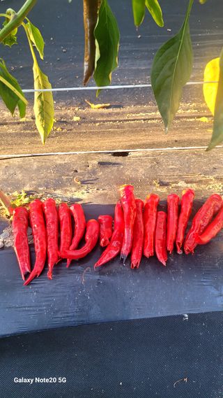 느루님의 고추 · 영농일지 작성글 사진