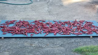 촌사리님의 고추 · 영농일지 작성글 사진