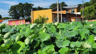 심지님의 기타작물 · 영농일지 작성글 사진