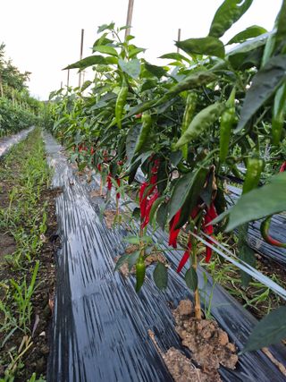 이정민님의 들깨 · 영농일지 작성글 사진