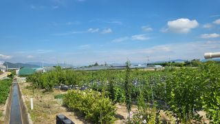 늘푸른 농장주님의 고추 · 영농일지 작성글 사진