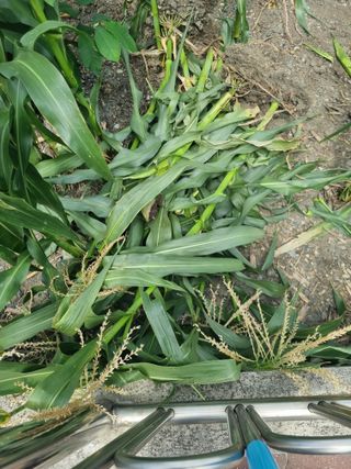 김용대님의 기타작물 · 영농일지 작성글 사진