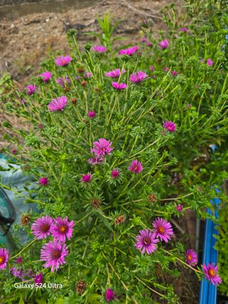 약초원 김종군님의 기타작물 · 영농일지 작성글 사진