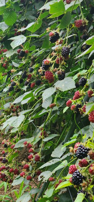 김선례님의 기타작물 · 영농일지 작성글 사진