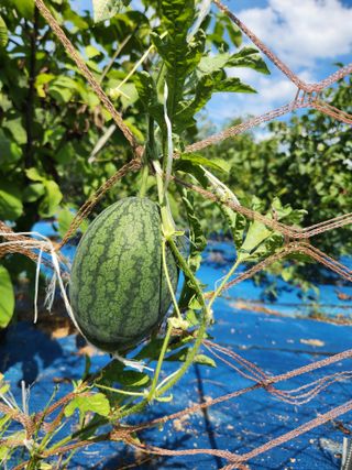 김영옥님의 기타작물 · 영농일지 작성글 사진