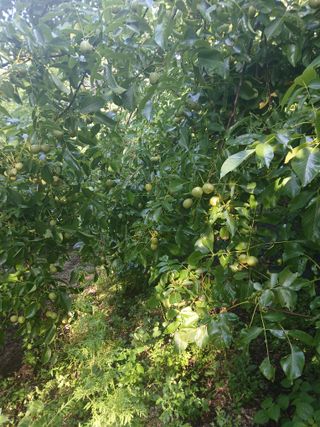 이종득님의 기타작물 · 영농일지 작성글 사진