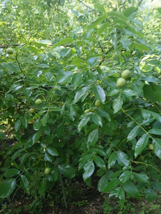 이종득님의 기타작물 · 영농일지 작성글 사진