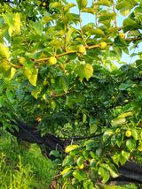 팜모닝 배·영농일지 게시글 이미지