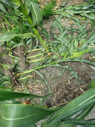 김용대님의 기타작물 · 영농일지 작성글 사진