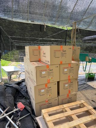 연재홍님의 토마토 · 영농일지 작성글 사진