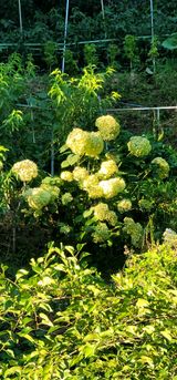 팜모닝 두릅·영농일지 게시글 이미지