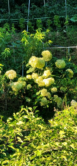 산솔바람님의 두릅 · 영농일지 작성글 사진