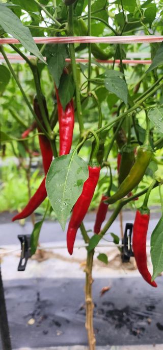 김선례님의 기타작물 · 영농일지 작성글 사진